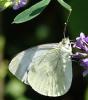 Pieris napi
